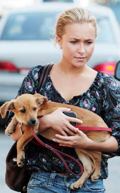 Hayden Panettiere's New Pup Pal