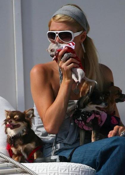 PETA tells Paris Hilton pets aren't accessories