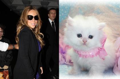 Mariah Carey's request for 20 snow white kittens at mall appearance denied