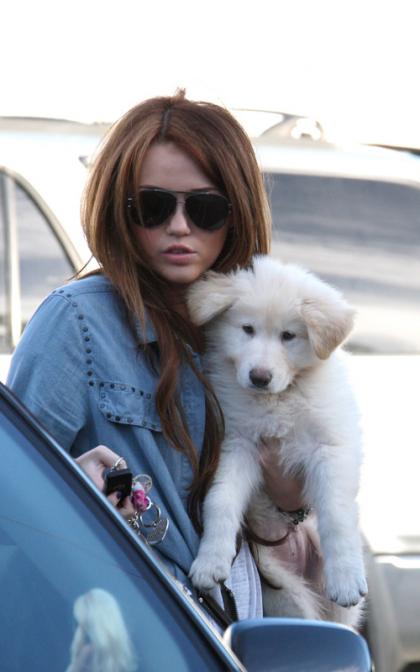 Miley Cyrus: Maxfield Puppy Love