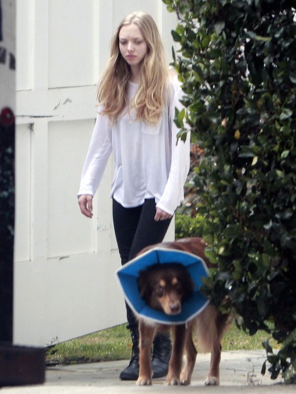 Amanda Seyfried's dog is the most fascinating thing about her