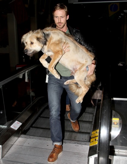 Ryan Gosling is a great dog-father to his puppy George