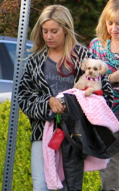 Ashley Tisdale's Dog Day Afternoon