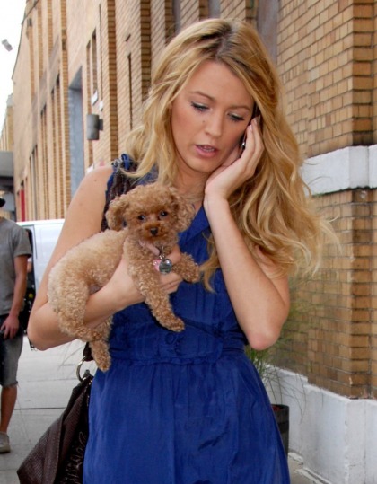 Blake Lively's dog had an 'accident' at a photo shoot: bad dog or bad owner'