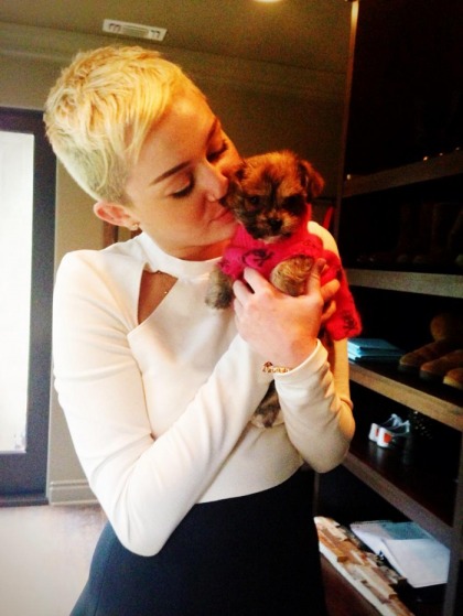 Miley Cyrus tweets photos of her new rescue puppy, Penny Lane: so cute?