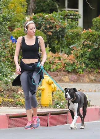 Miley Cyrus Bares Midriff While Walking Dog in LA