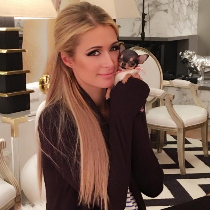 Paris Hilton bought a new teacup Chihuahua for $8,000, still hasn't named her